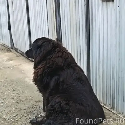 Пропал крупный пушистый пес Миша, район Вокзала