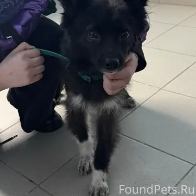 Найден домашний пёс с ошейником, Дино парк