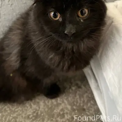 Найден кошка/кот ЖД р-н Екатеринбург