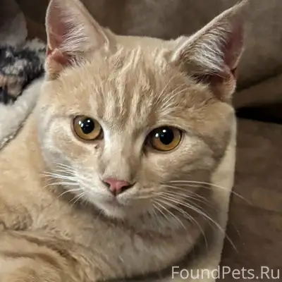 Пропал кот, район 2-й Залинейной