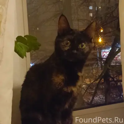 Пропала кошка Маруся, район ул. Таллинской