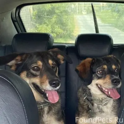 Найденны кошки Джесси и Дина, Среднеуральск