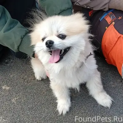 Найден шпиц, микрорайон Штаб, улица Тверская