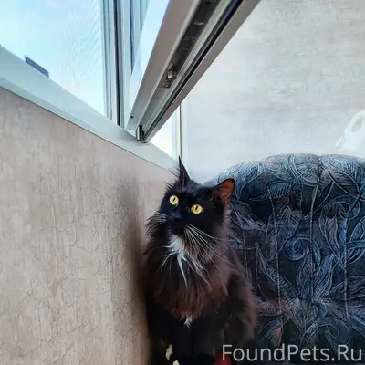Пропал кот, площадь Белякова