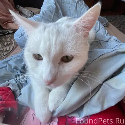 Пропал кот Беляш, район стадиона