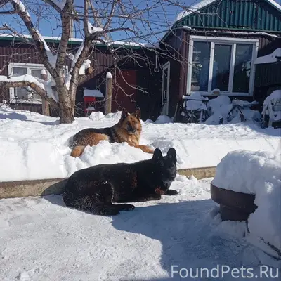 Пропали овчарки Тесса и Джина, Краснооктябрьский район
