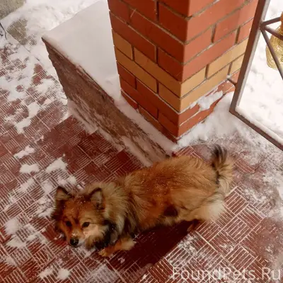 Пропал маленький кобелёк, База отдыха Шереметьево