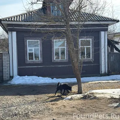 Пропал чёрный пёс, Плещеевская