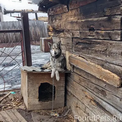 Пропала собака Бася, Верхний Кандалеп