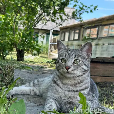 Пропал кот Барсик