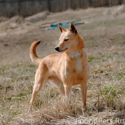 Пропала собака, рыжий окрас, Бежица