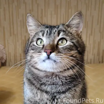 Найден кот Вася, Заволжский район