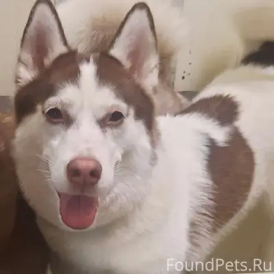 Пропала хаски Вега, Ленинский район