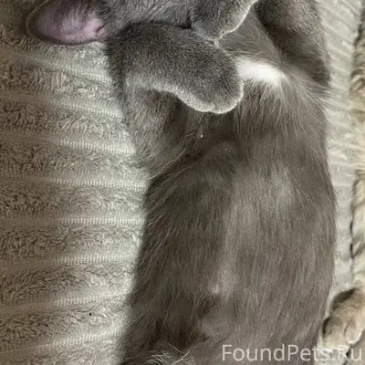 Пропала кошка Луна