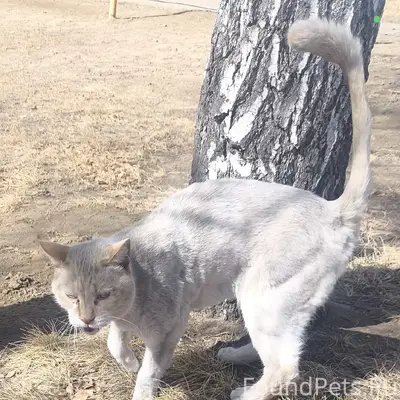 Найден кот, Ванеева 1