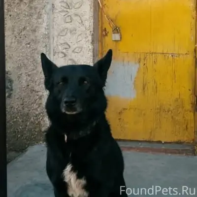 Пропал пёс Бой, заводской район