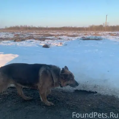 Найден пёс, [место не указано]
