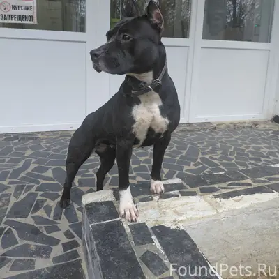 Пропала собака, парковая, возле Онкологии