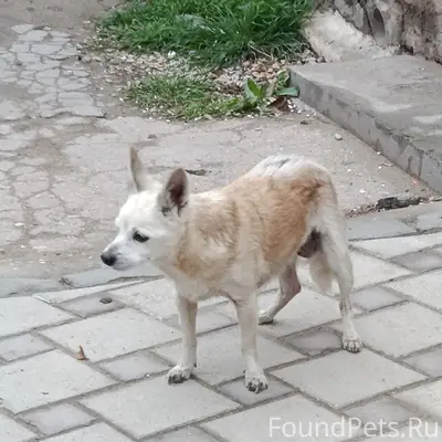 Найден той терьер, район Хозяйственная-Дёмышева