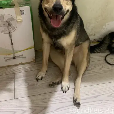 Пропал пес, Рыбаковская, Цвиллинга