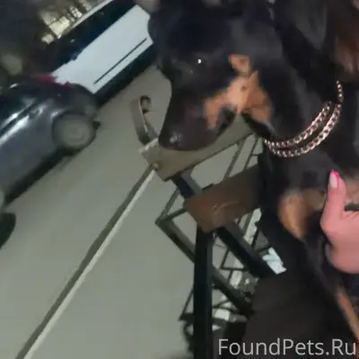 Найдена собака Лейла, есть ошейник