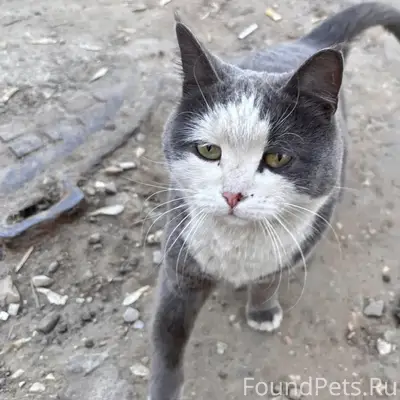 Найдена кошка, Тверь, Коминтерна, 18