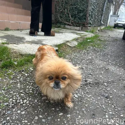 Найденна собака, район Консервного