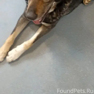 Пропал пёс Арчи, Дмитров/Яхрома