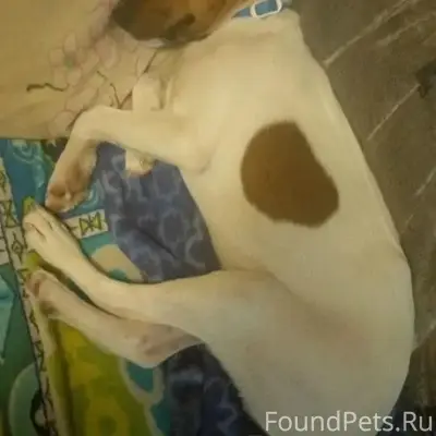 Пропал Джек рассел Ричи, село Севрюково