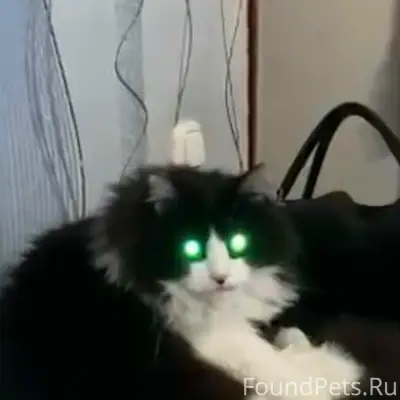 Пропал кот Тиша, улица Уральская