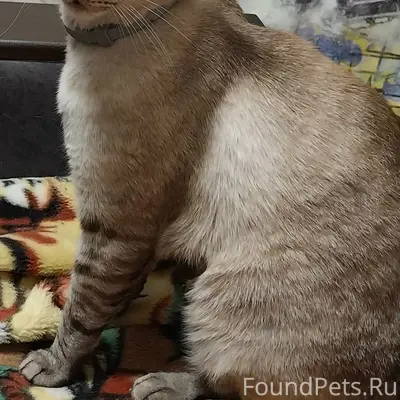 Пропал кот, центр