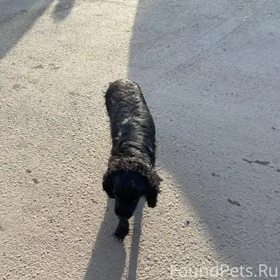 Пропал пёс, неизвестно где
