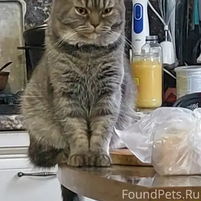 Пропал кот Амур