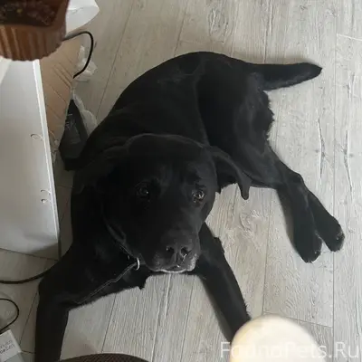 Пропал лабрадор, Фокинский район