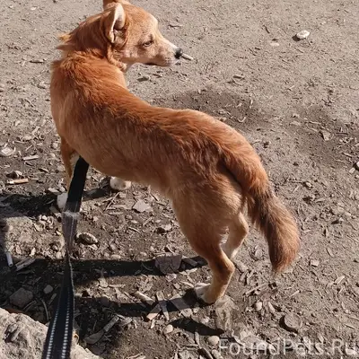 Найденна собака, Долгодеревенское