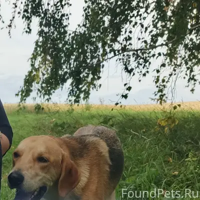 Пропали две собаки, звоните 89504347361