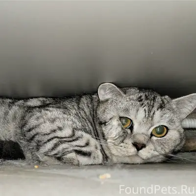 Найдена кошка, Карельский бульвар