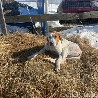 Найден охотничий пёс, Высокогорский район