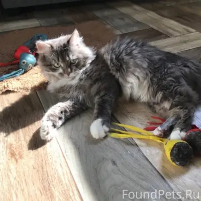 Пропал кот Лукас, Смоленская и Некрасовская улицы