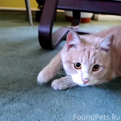 Найден рыжий кот, рядом с железной дорогой