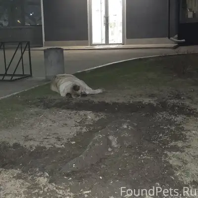 Найденна большая пушистая собака, улица Разина