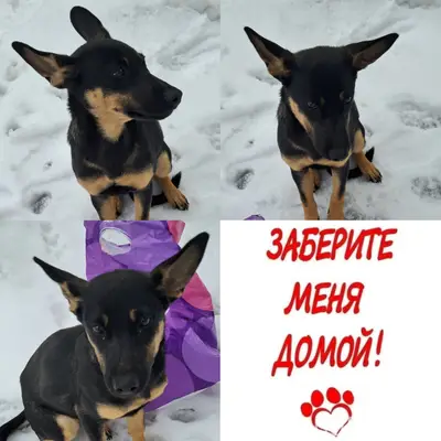 Найден щенок девочка, Воронеж, улица Волгоградская