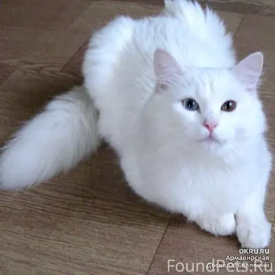Найдена кошка с разными глазами, Пролетарская