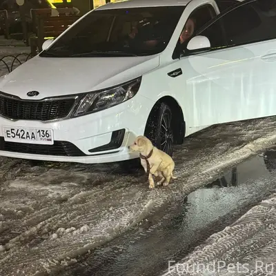 Найден щенок, район машмета