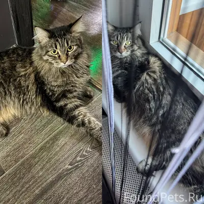 Пропала кошка Буся, улица Коммунаров, 226