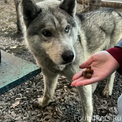 Найден пёс, территория ЧЭМК