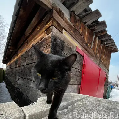 Найден чёрный кот, место не указано