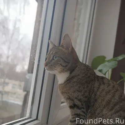 Пропал кот Томас, улица Керамическая