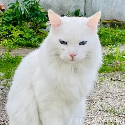 Пропал белый кот, улица Экскаваторная, снт Победа
