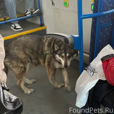 Пропала собака, район Скульптора Головницкого